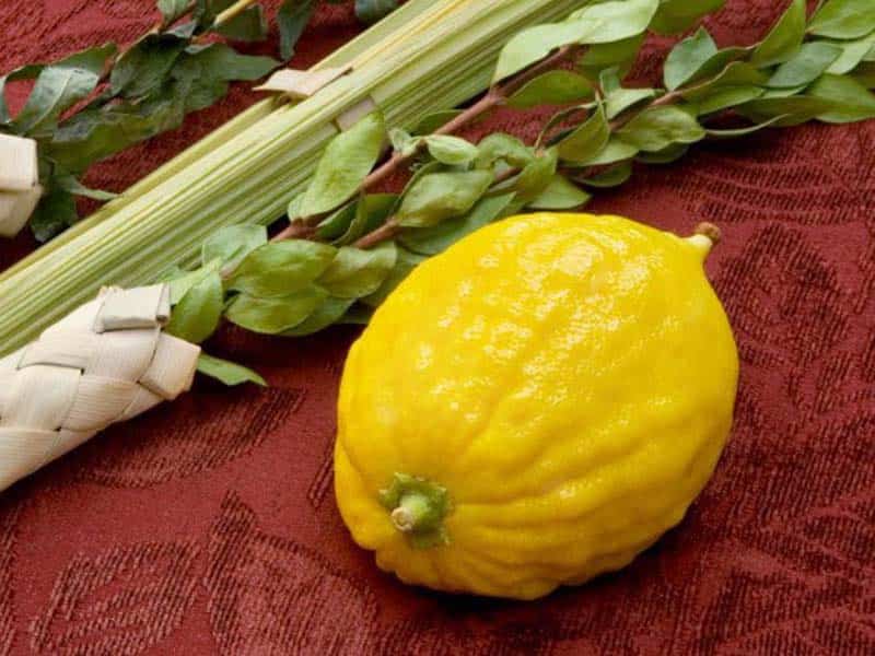 تصویر 5 از قیمت خرید بالنگ + فروش ویژه